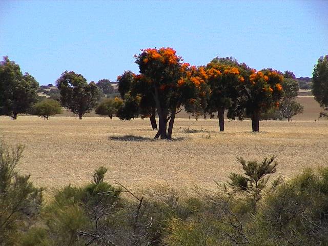Dies sind zwar keine Karribäume aber trotzdem schön... 